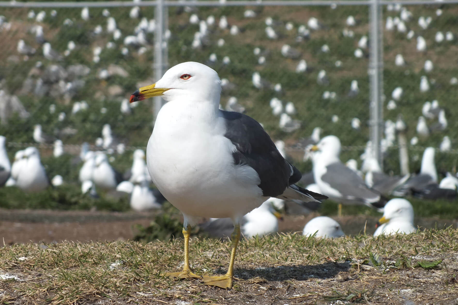 蕪島ウミネコ繁殖地｜はちのへヒストリア